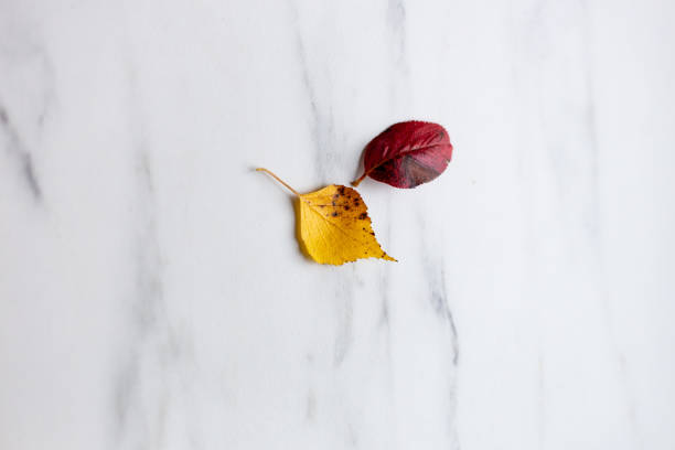 Colored leaves on white marble background with copy space, autumn concept