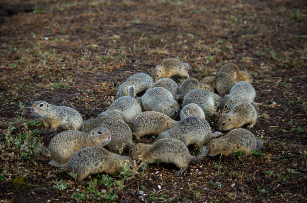 The European ground squirrel (Spermophilus citellus), also known as the European souslik, is a species from the squirrel family, Sciuridae. It is among the few European species in the genus Spermophilus. Like all squirrels, it is a member of the rodent order. la ardilla terrestre europea (spermophilus citellus), también conocida como la souslik europea, es una especie de la familia de las ardillas, sciuridae. es una de las pocas especies europeas del género spermophilus. como todas las ardillas, es un miembro