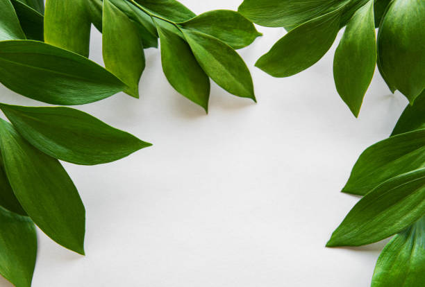 istock Tropical leaves and monstera leaf 1174369374