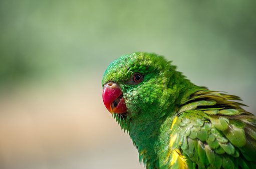 Parrot at a branch in Brasil Forest