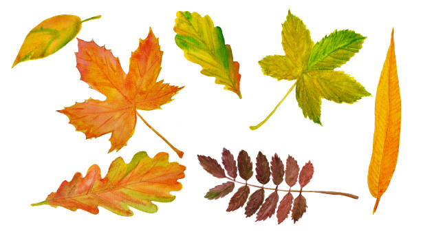 istock Watercolor bright set of autumn leaves 1174371092