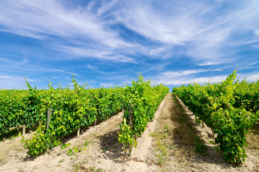 vineyard with clouds in Rioja, Spain