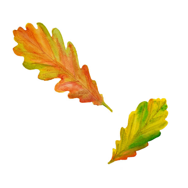 istock Watercolor autumn oak tree leaves. Illustration on white background. 1174371659