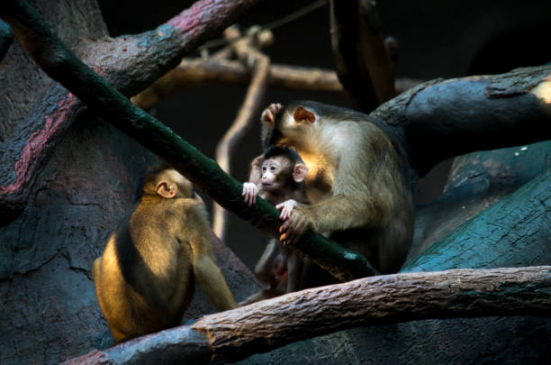 The southern pig-tailed macaque (Macaca nemestrina), also known as the Sundaland pigtail macaque and Sunda pig-tailed macaque, is a medium-sized macaque that lives in southern Thailand, Malaysia, and Indonesia. el macaco de cola de cerdo del sur (macaca nemestrina), también conocido como el macaco de cola de cerdo de sundaland y el macaco de cola de cerdo sunda, es un macaco de tamaño mediano que vive en el sur de tailandia, malasia e indonesia.