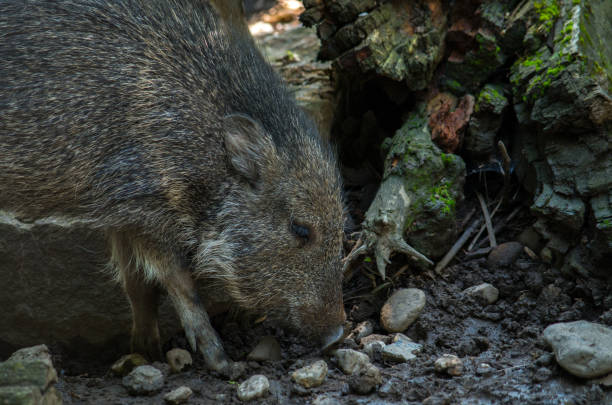 The Chacoan peccary or tagua (Catagonus wagneri) is the last extant species of the genus Catagonus. It is a peccary found in the Gran Chaco of Paraguay, Bolivia, and Argentina. Approximately 3,000 remain in the world. The Chacoan peccary or tagua (Catagonus wagneri) is the last extant species of the genus Catagonus. It is a peccary found in the Gran Chaco of Paraguay, Bolivia, and Argentina. Approximately 3,000 remain in the world. javelina stock pictures, royalty-free photos & images