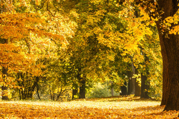 Leaf fall in the park in autumn. Landscape with maples and other trees on a cloudy day.