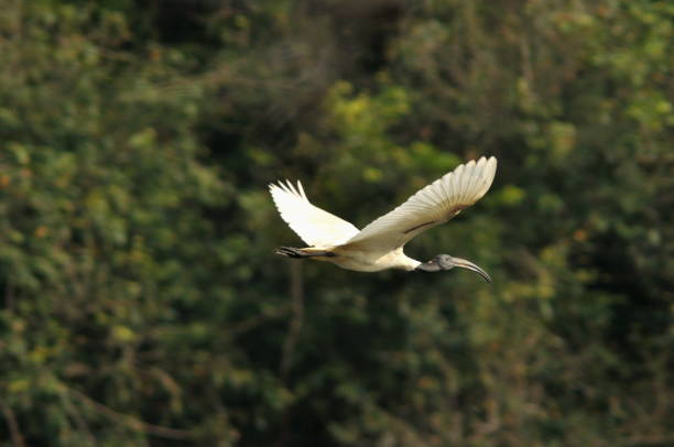 istock Oriental white ibis/black eaded ibis: 1174372694