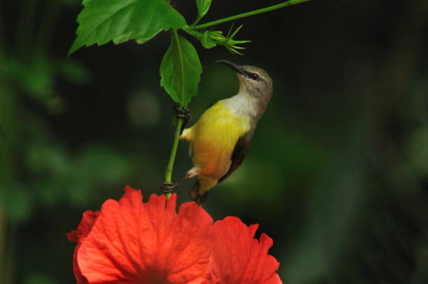 istock Purple Sunbird, Cinnyris asiaticus 1174372713