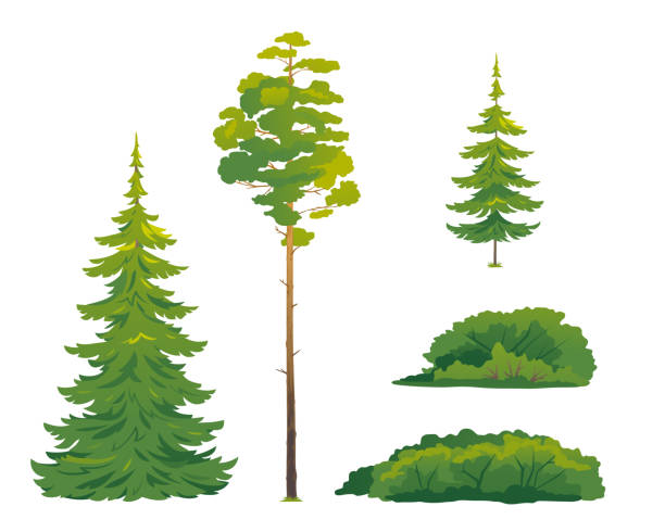 Set of forest trees isolated Set of forest trees and bushes, green tall spruce tree, European spruce evergreen coniferous tree, green tall pine tree, white spruce evergreen coniferous tree, green bushes big tree stock illustrations