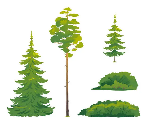 Vector illustration of Set of forest trees isolated