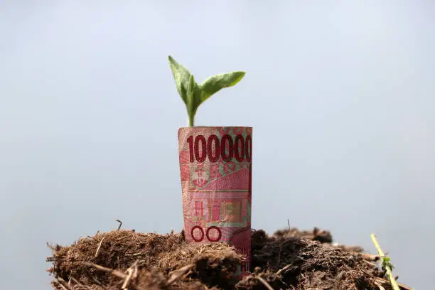 Photo of Rolled banknote money one hundred thousand Indonesia Rupiah and young plant grow up from the soil.