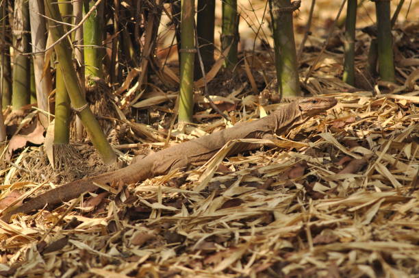 istock Monitor lizard in bandhavgadh national park. M 1174375298