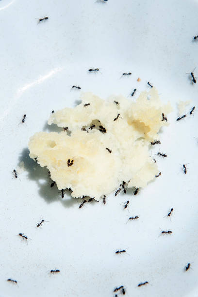 istock Group of black Ants eating cheese on white background 1174375299