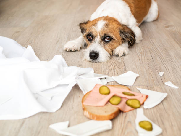 istock Little mongrel dog with broken plate and sausage bread lying on the floor 1174375433