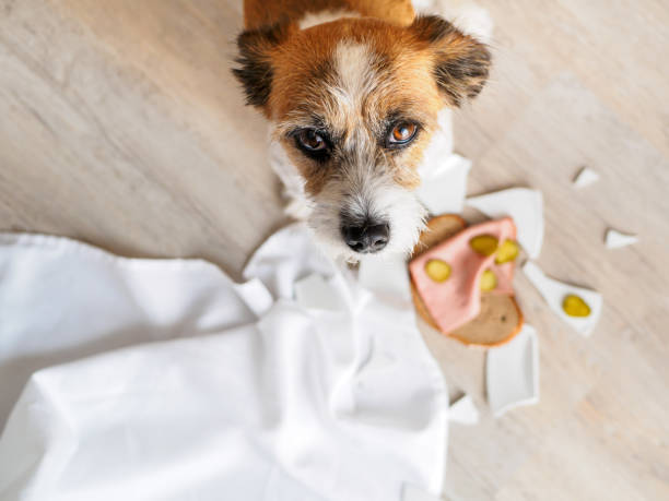 istock Small terrier dog with broken plate and sausage bread sitting on the ground 1174375448