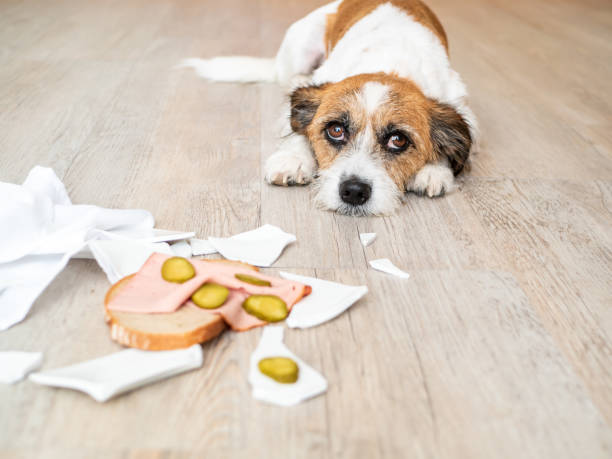 istock Little mongrel dog with broken plate and sausage bread lying on the floor 1174375486