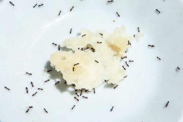 istock Group of black Ants eating cheese on white background 1174376133