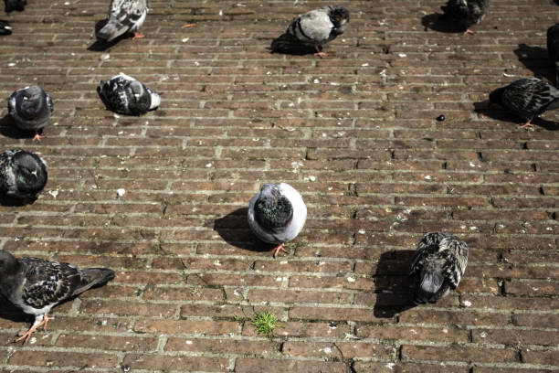 istock Pigeons in street 1174378196