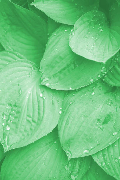 istock Water drop on a leaf after rain, greenery eco-friendly organic background, clearness, purity, freshness concept, ecology, summer natural plant , trendy neo mint pastel color 1174378792