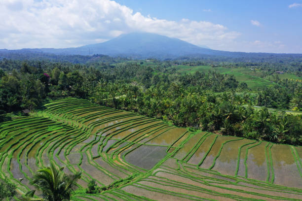 istock Belimbing Village, Pupuan 1174379300