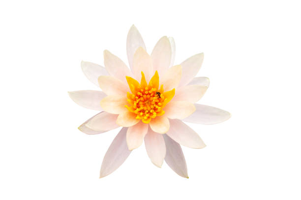 istock Lotus flower on white background 1174381102
