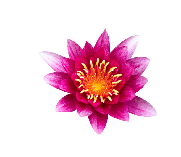istock Lotus flower on white background 1174381169