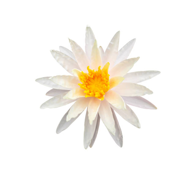 istock Lotus flower on white background 1174381255