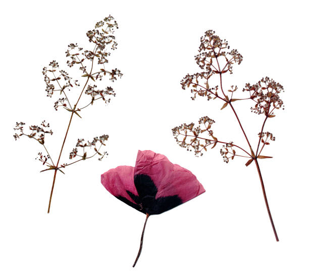 erbario. piante essiccate isolate su sfondo bianco: fiore di papavero viola ed erbe traslabili sul campo. - poppy pink close up cut flowers foto e immagini stock