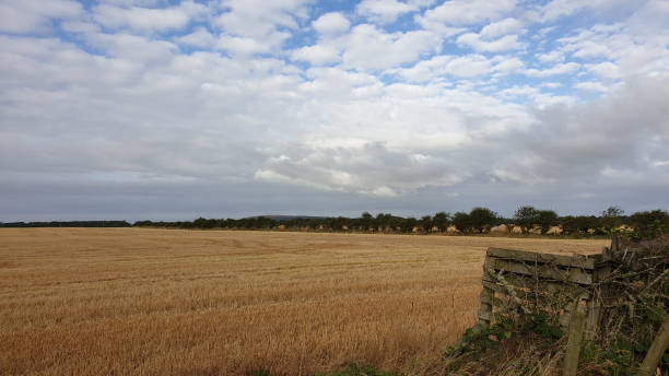 Harvest fields