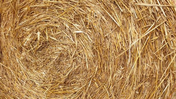 istock Harvest fields with rolls of hay 1174387015