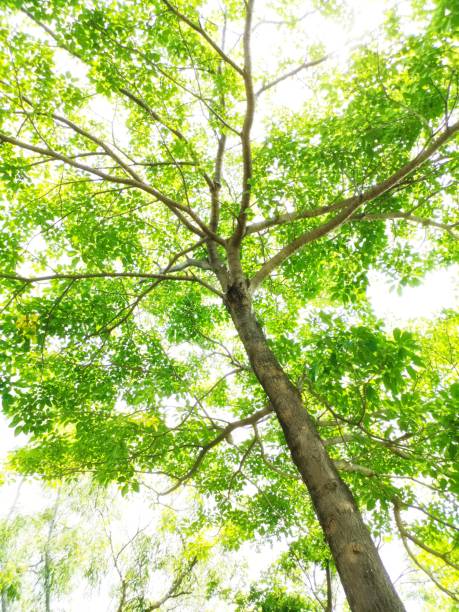 istock Treetops the sunny blue sky 1174389053