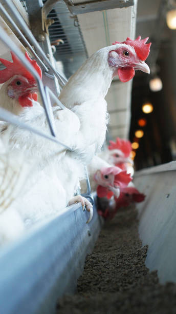 istock White chickens that lay eggs at a poultry farm, industry, vertical 1174392150