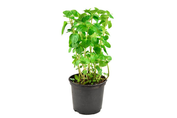 istock Fresh mint in a pot isolated on white background. 1174396635