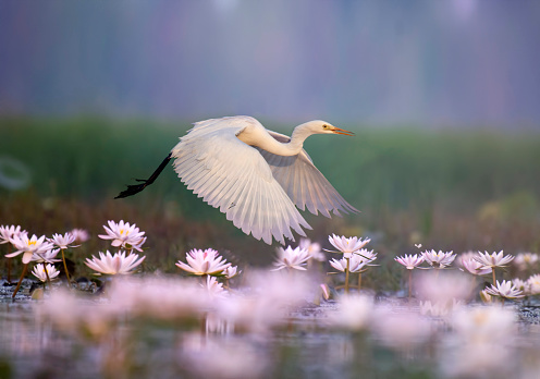 Great Egret in water lily pond