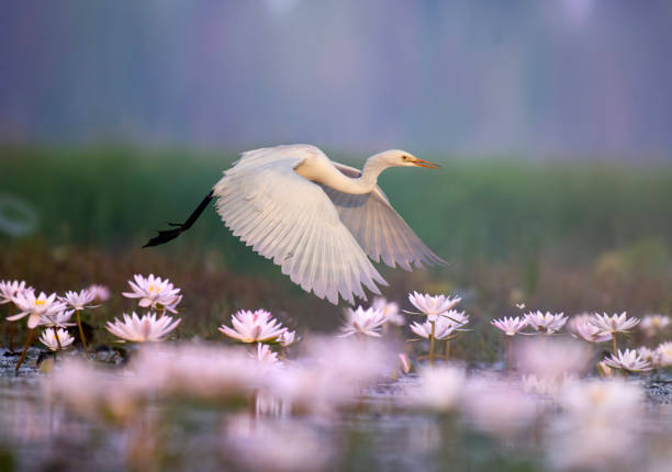 Great Egret iflying in  water lily pond stock photo