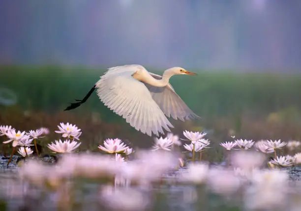 Photo of Great Egret iflying in  water lily pond