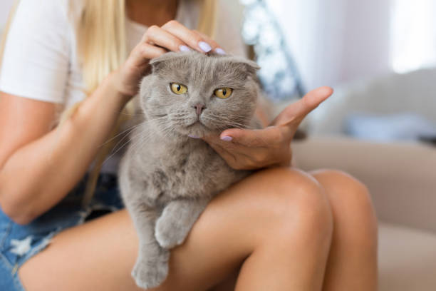 istock Cat with owner at home 1174400650