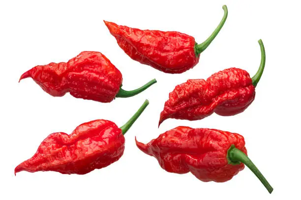 Ghost chile peppers Bhut Jolokia (Capsicum frutescens x Capsicum chinense), long pods,  isolated, a set of