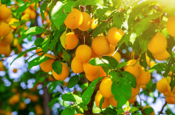 istock Yellow cherry plum berries on branches among green leaves. 1174402206
