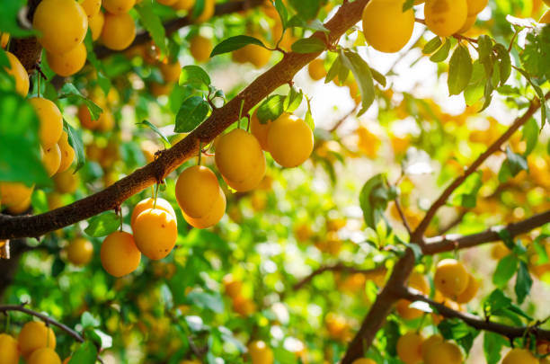 istock Yellow cherry plum berries on branches among green leaves. 1174402239