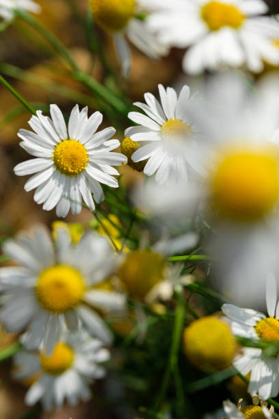 istock Daisies on a wooden table 1174402653