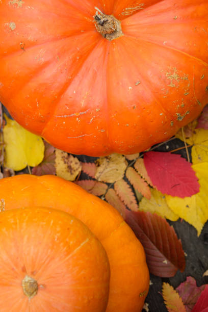 istock Orange pumpkins in the autumn landscape 1174402655