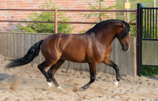 istock Bay Andalusian horse gallops in paddock. 1174402722