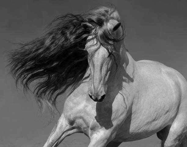 schwarz-weiß-porträt des weißen spanischen pferdes mit langer mähne. - pferd fotos stock-fotos und bilder