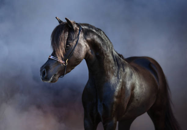 istock Black American miniature horse in smoke. 1174402741