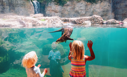 kids-two girls- looking at otter in large aquarium, kids learn underwater life