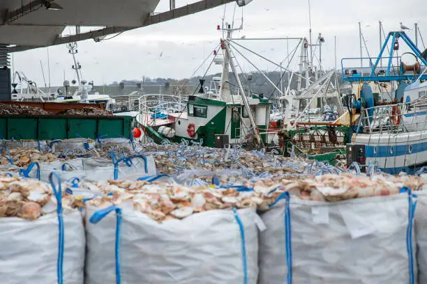 Photo of Bags with empty scallop shell for processing and boats for catching scallops