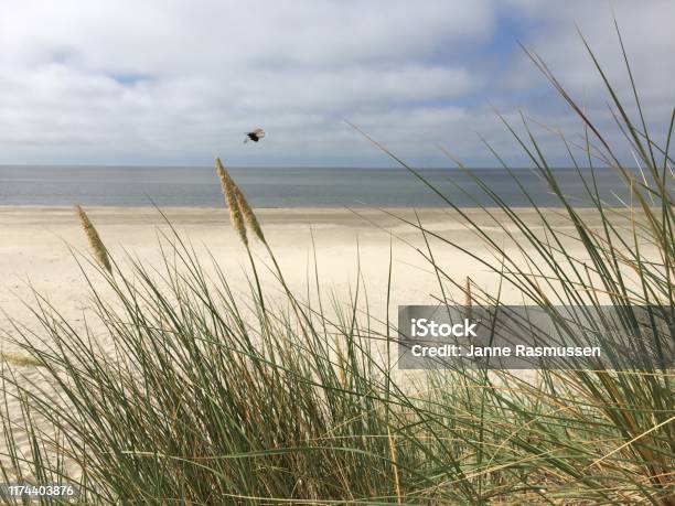 Little Fly At Danish Beach Stock Photo - Download Image Now - Marram Grass, Beach, Beauty In Nature