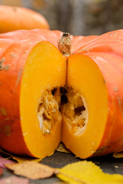 istock Orange pumpkins in the autumn landscape 1174404099