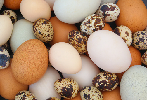 Eggs background. Quail, chicken and duck eggs close up